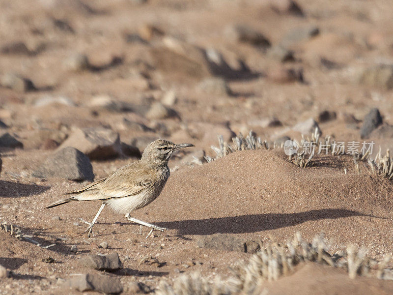 (Greater) Hoopoe Lark, Alaemon alaudipes